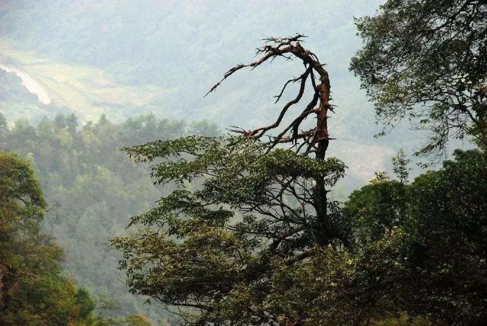 甲骨文趣考——林